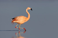 Chilean Flamingo
