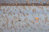Chilean Flamingo (escapee) with sandpipers
