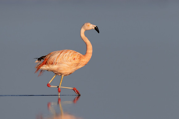 Chilean Flamingo (escapee)