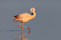 Chilean Flamingo (escapee)