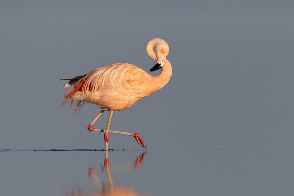 Chilean Flamingo (escapee)