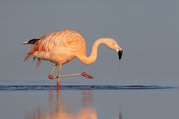 Chilean Flamingo (escapee)