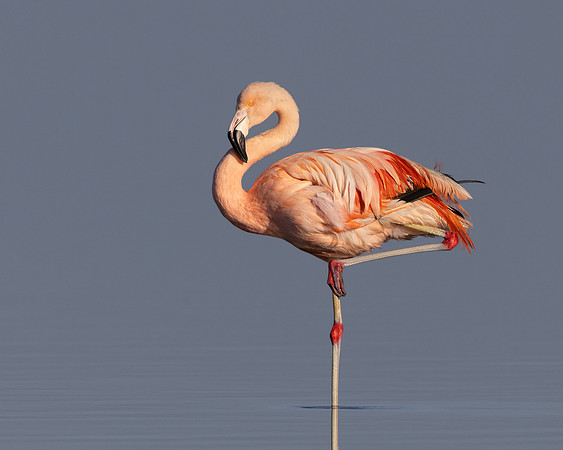 Chilean Flamingo (escapee)
