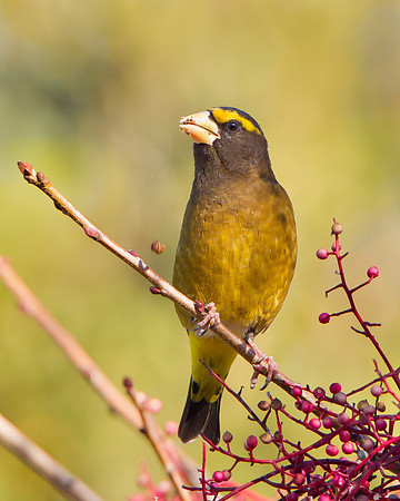 Evening Grosbeak, male