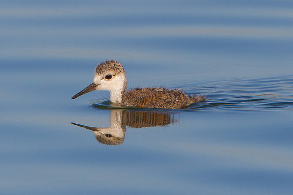 Black-necked Stilt, chick