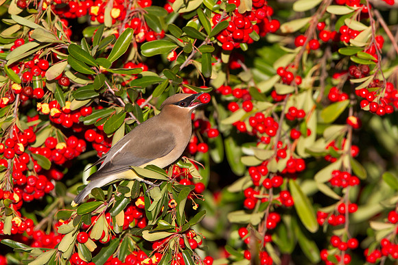 Cedar Waxwing
