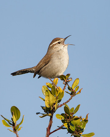 Bewick's Wren