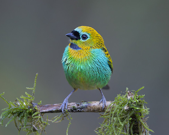 Hybrid: Brassy-breasted x Gilt-edged Tanager