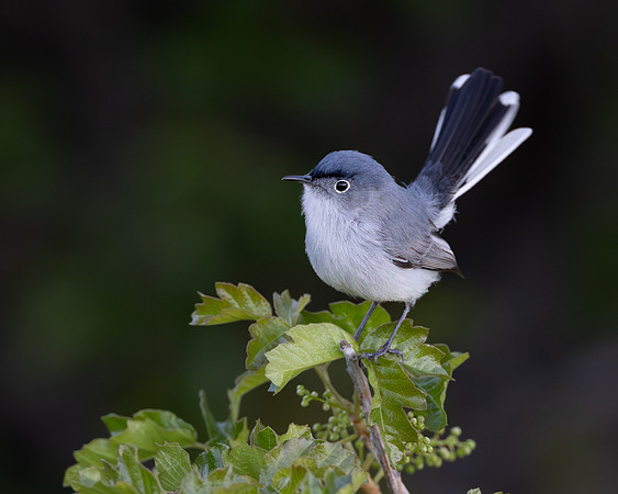 Blue-gray Gnatcatcher