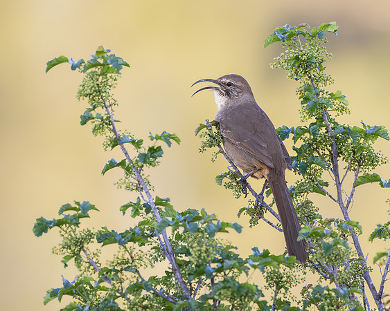 California Thrasher