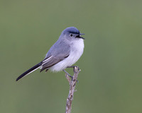Blue-gray Gnatcatcher