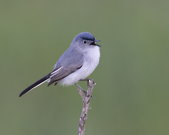 Blue-gray Gnatcatcher