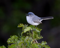 Blue-gray Gnatcatcher