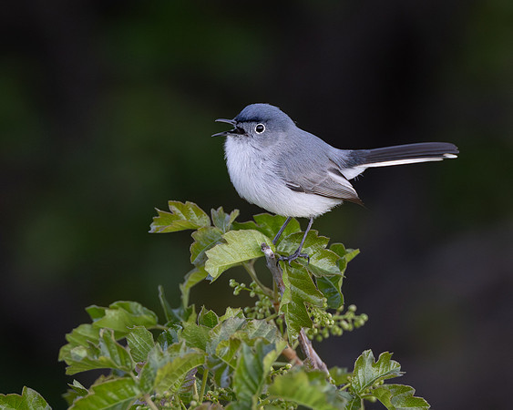 Blue-gray Gnatcatcher
