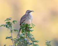 California Thrasher