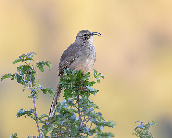 California Thrasher
