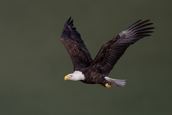 Bald Eagle