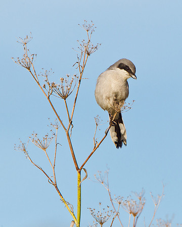 Loggerhead Shrike