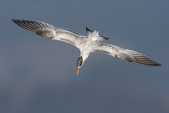 Elegant Tern, diving