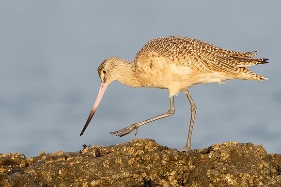 Marbled Godwit
