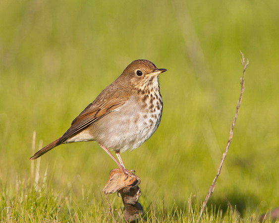 Hermit Thrush