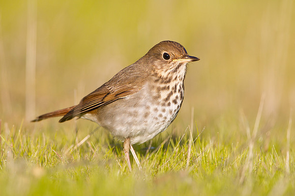 Hermit Thrush