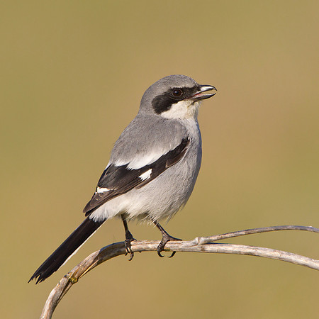 Loggerhead Shrike