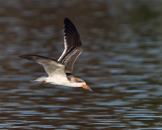 Black Skimmer, juvenile