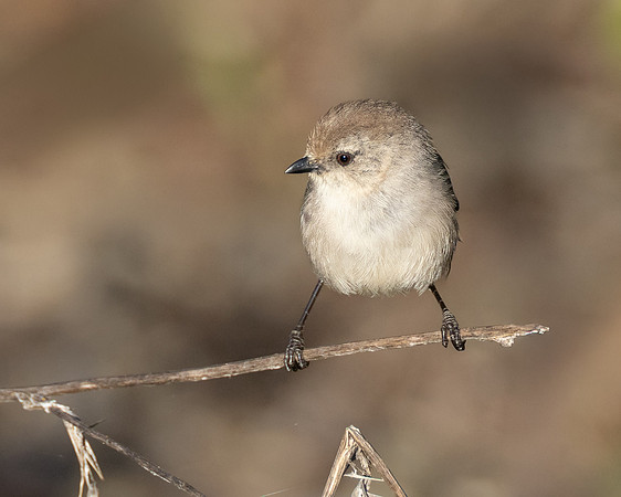 Bushtit