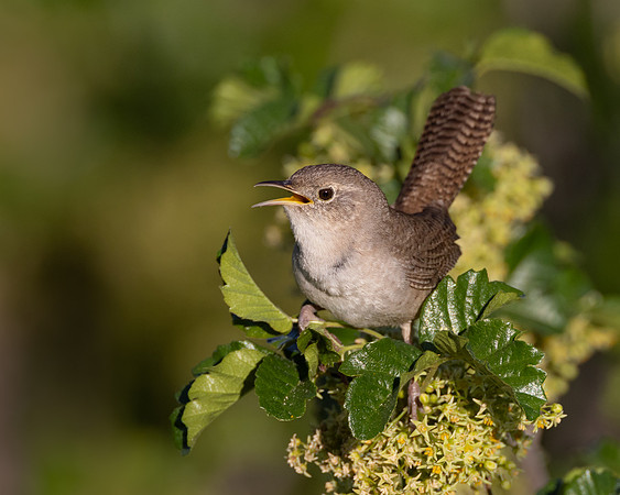 Northern House Wren