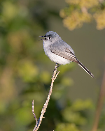Blue-gray Gnatcatcher