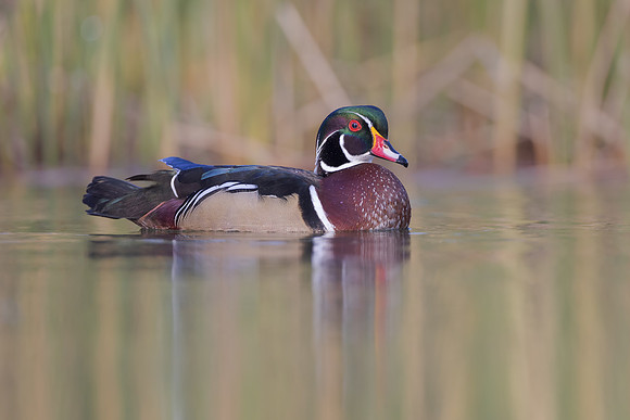 Wood Duck