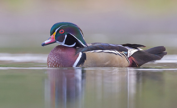Wood Duck