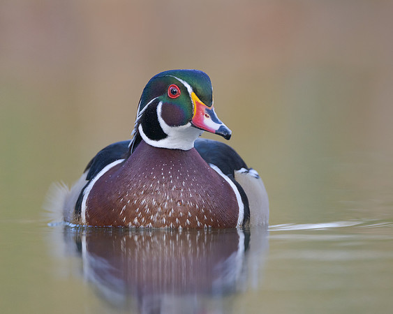 Wood Duck