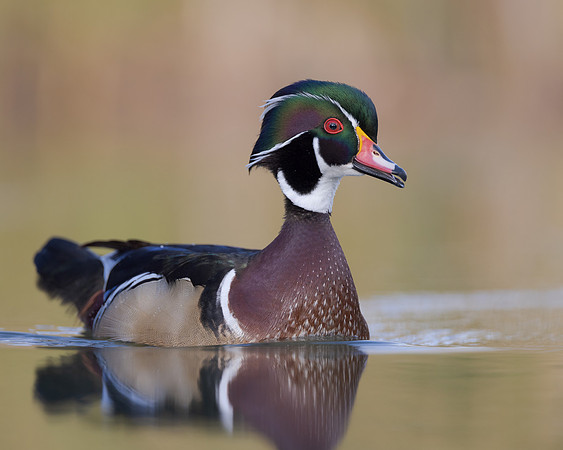 Wood Duck