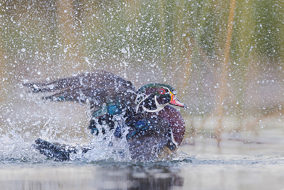 Wood Duck