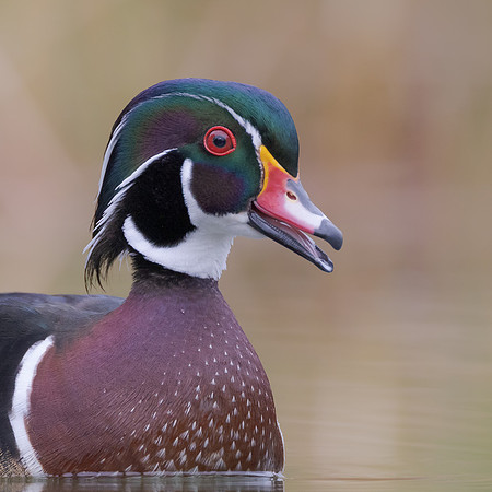 Wood Duck