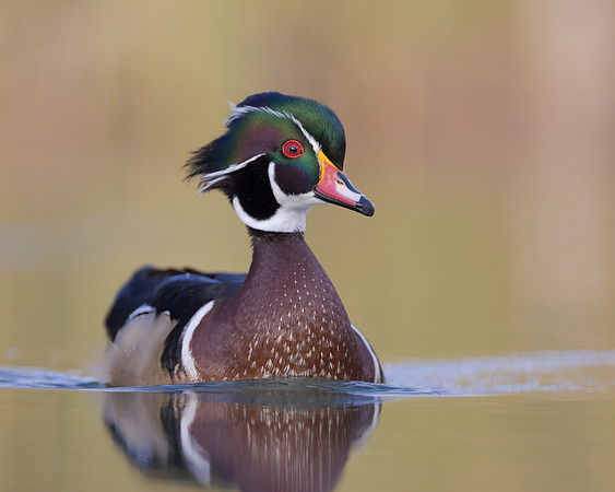 Wood Duck