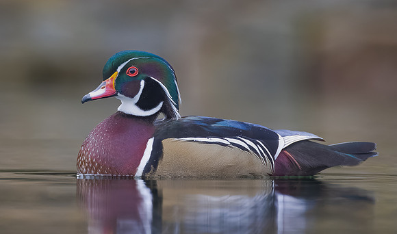Wood Duck
