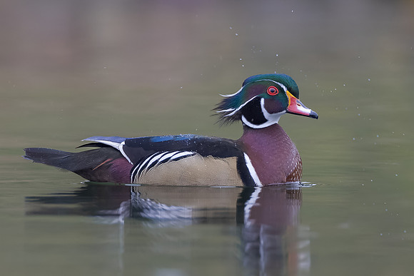 Wood Duck