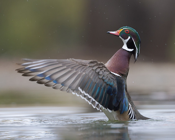 Wood Duck