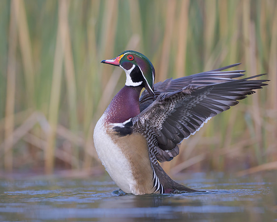Wood Duck