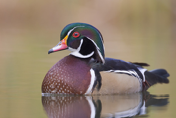 Wood Duck