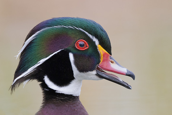 Wood Duck