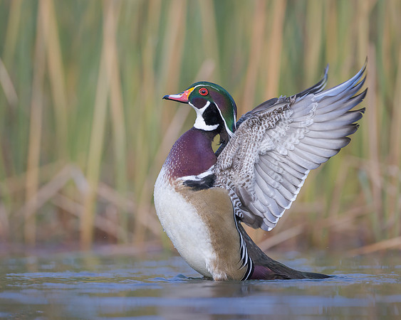 Wood Duck