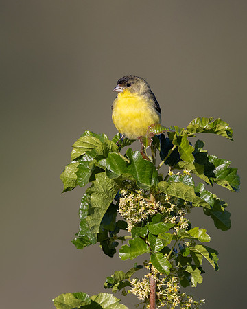 Lesser Goldfinch