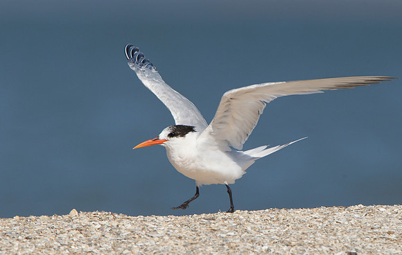 Elegant Tern