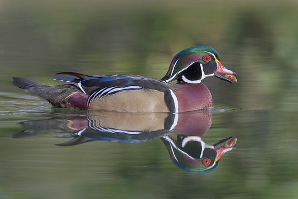 Wood Duck, with acorn