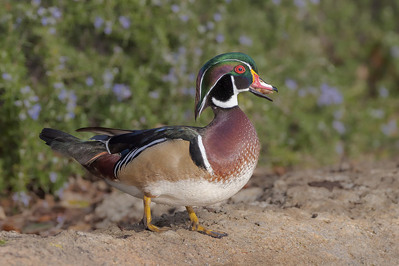 Wood Duck, with acorn