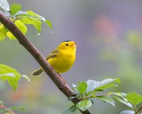 Wilson's Warbler